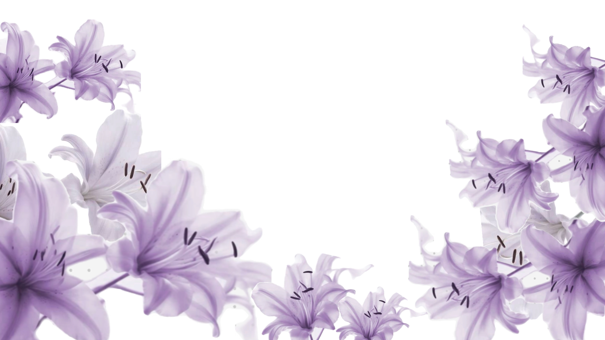 Lirios lavanda